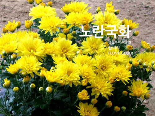 노란국화꽃(큰화분) 4세트플러브